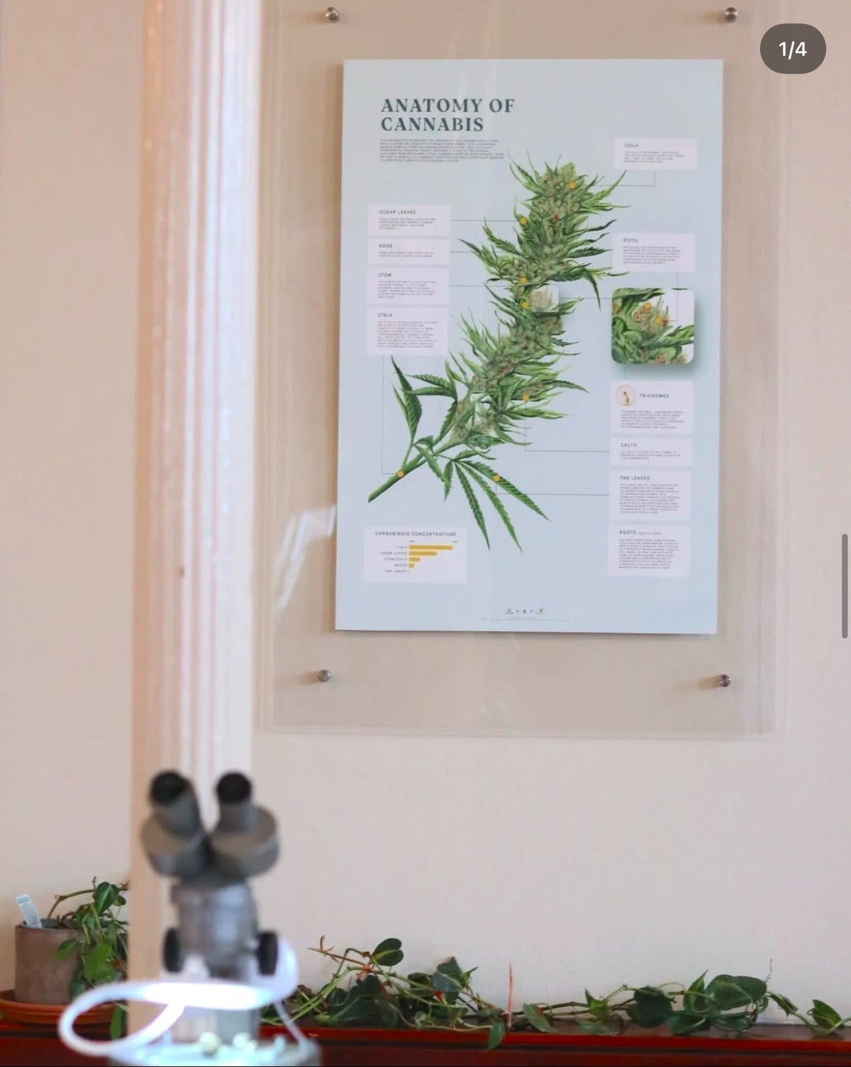 Whakamana Cannabis Museum, Auckland