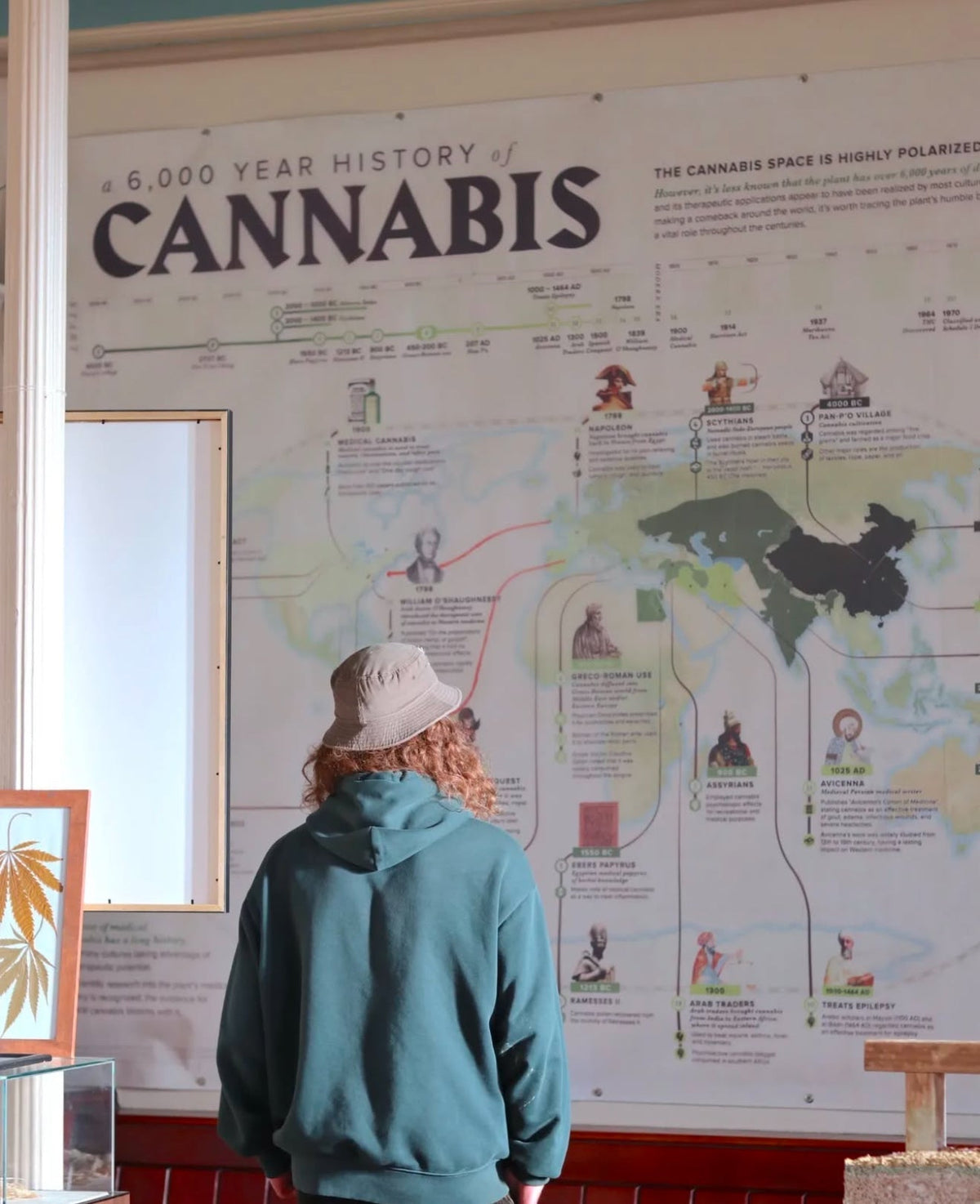 The cannabis history timeline wall at Whakamana Cannabis Museum, Auckland